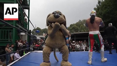 Meet Wisin, Mexico's latest viral meme and 'puppy luchador'