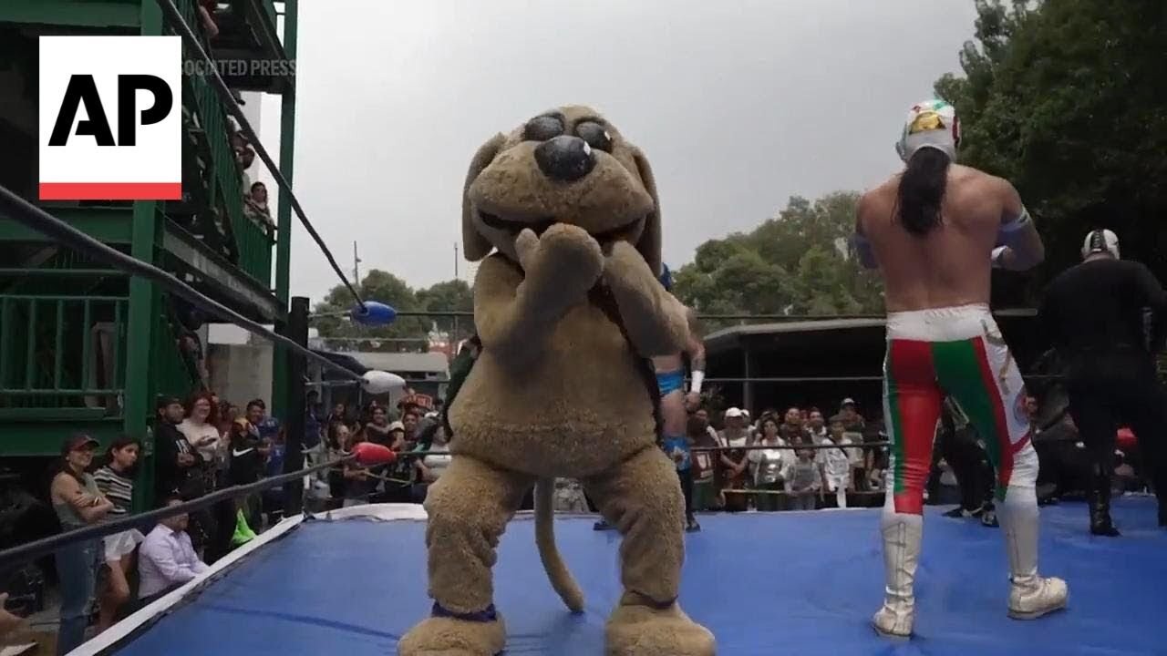 Meet Wisin, Mexico's latest viral meme and 'puppy luchador'