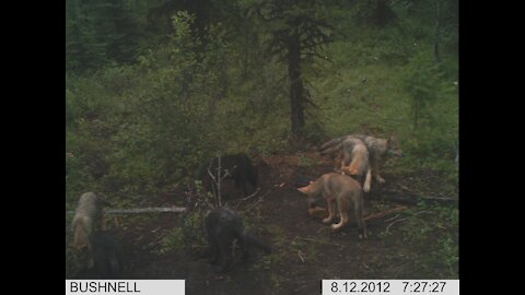 Wolves "Follow the Leader" to Pee on Stump