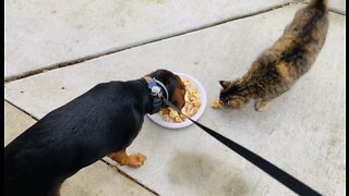 Happy Beagle Breakfast with Kitty Cat