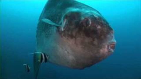 Sunfish is the strangest fish in the sea!