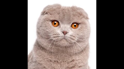 Scottish Fold