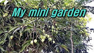 my mini garden