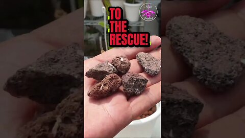 🚨ORCHID RESCUE 💪🏼 using LAVA ROCK instead of LECA #ninjaorchids #shorts