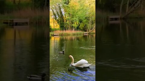 #swans #beautiful #nature #uk #swindon #drone #dji #landscape #4k