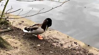 Bossy duck shoves rival into lake