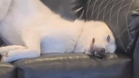 Bear The Dog Lays Out In A Hilariously Awkward Position