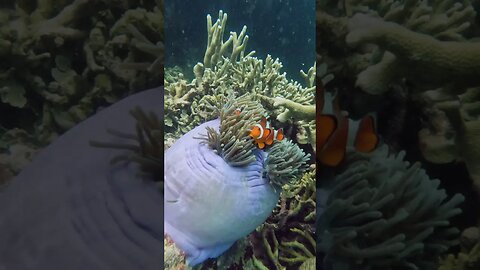 Clownfish Living in the Blue II #underwaterlife #underwater #philippines #diving