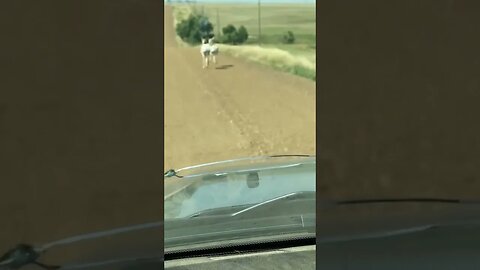 Antelope running down a South Dakota backroad. #shorts