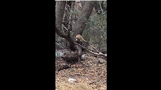 White-nosed coatimundi sighting near Fort Huachuca