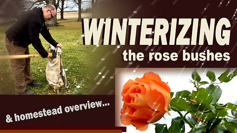 Winterizing Rose Bushes - Essential Tips to Save Your Plants