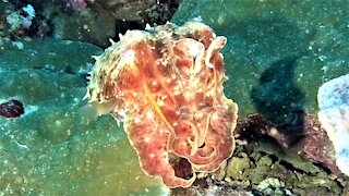 Scuba diver captures incredible footage of strange animal devouring prey