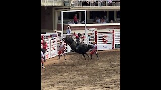July 11th Bull Riding at the Calgary Stampede Rodeo