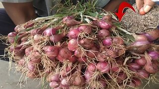 menyesal baru tahu sekarang cara menghasilkan banyak umbi bawang di rumah