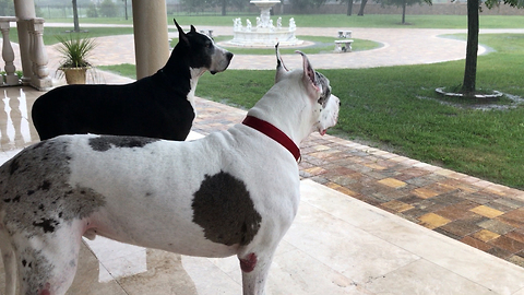 Great Danes enthralled by torrential rain in Florida
