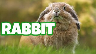 AMAZING FACTS ABOUT RABBIT | RABBITS' LARGE EARS | RABBITS' COMMUNICATION SYSTEMS
