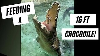 BIGGEST CROCODILE I’VE EVER SEEN!!!