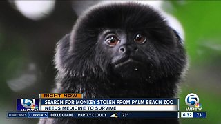 Thieves cut through fence to steal monkey at Palm Beach Zoo