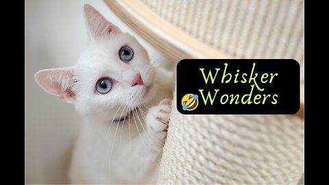 "Whisker Wonders: Hilarious Cat Capers Unleashed!"