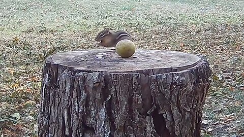 Chipmunk Snacks On The Tree Stump