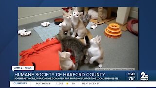 Kittens up for adoption at the Humane Society of Harford County