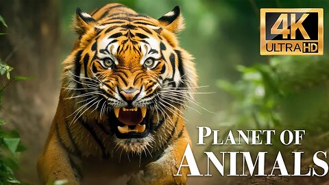 планета животных 4k - Замечательный фильм о дикой природе с успокаивающей музыкой