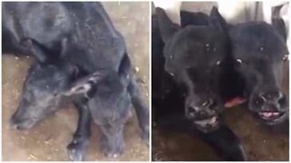 Mutant buffalo born with two heads in Pakistan