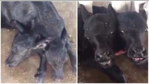 Mutant buffalo born with two heads in Pakistan