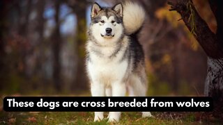 🐩TOP 10 Rare Cross-breeded Dogs Created my Man