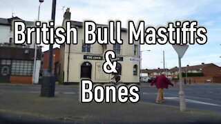 British Bull Mastiffs & Bones