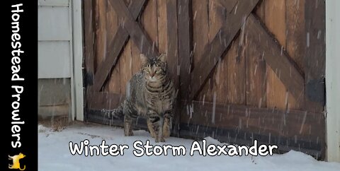 Otis and Zoe Cat Brave Winter Storm Alexander
