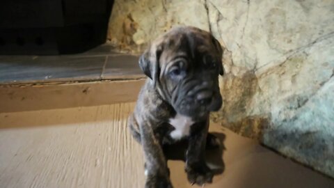 Updated Puppy Video - Cane Corso Puppies For Sale - British Columbia Canada #Shorts