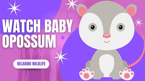 Watch Baby Opossum Visits Feeder With Mom