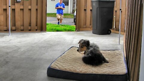 Teach your dog The BED command! ( Using Positive Dog Training )