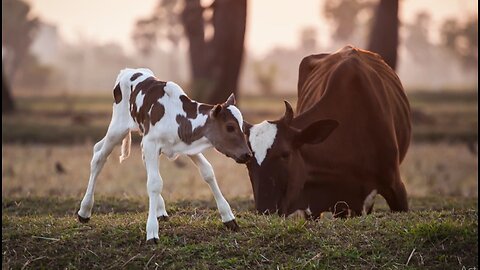 A new guest at the farm house.