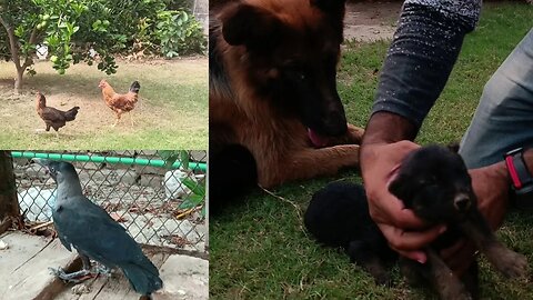 Feeding crow | puppies ne ankhay khol li | mini zoo me agai hens| villageincity99 |#petlovers #dogs