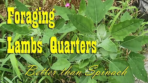 Lambs Quarters ~ Delicious & Nutritious ~ Foraging