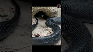 The Eastern Indigo Snake Facts #shorts #interestingfacts #animals #snake