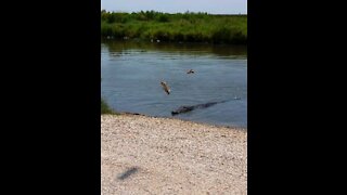 Man playing dangerous game with a beast of an Alligator