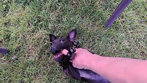 Patterdale Terriers Puppy Bitch and Male Pomeranian Small Spitz Dwarf type Medium Kleine Keeshonden