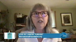 Help End Pet Cancer // Morris Animal Foundation