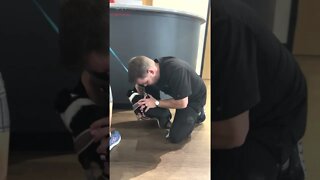 Small Dog gets Chiropractic Adjustment