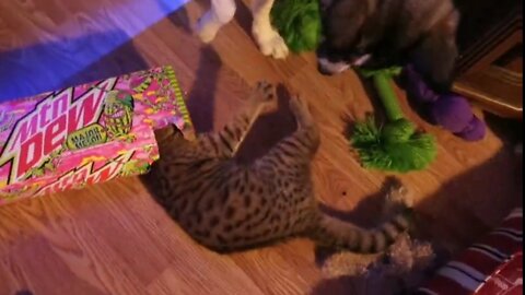 Crazy kitten plays inside tiny cardboard box