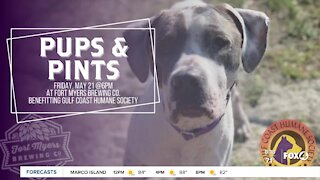 Gulf Coast Humane Society teams up with Fort Myers brewing for pups and pints event