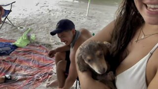 4K Puppy In Paradise 7/24/2021