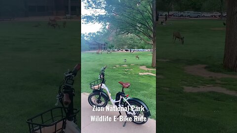 Zion National Park Wildlife E-Bike Ride #short #shorts