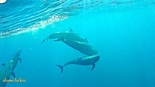 Giant Dolphins Give Greetings and Show their Catch. Sound on!