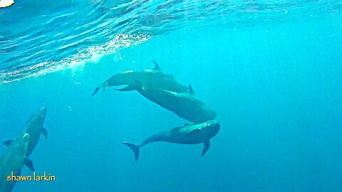 Giant Dolphins Give Greetings and Show their Catch. Sound on!