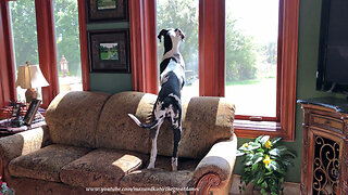 Nosy Great Dane Puppy Gets Comfy to Look Out the Window
