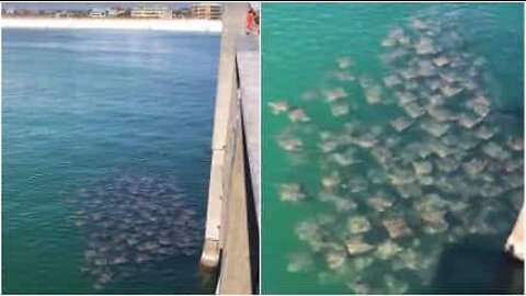 Huge group of stingray spotted in Florida waters